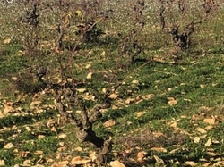  <a style='color: #fff;' href='/uploaded/photo/serignon-du-comtat-6903c1cf541f2.jpg'>(Télécharger)</a>