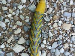 Chenille de papillon Sphinx à Tête de Mort <a style='color: #fff;' href='/uploaded/photo/serignon-du-comtat-6903c1cf72d64.jpg'>(Télécharger)</a>