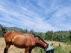 de Paziols à Padern <a style='color: #fff;' href='/uploaded/photo/sy-jour-y-tautavel-6862ae6fe2641.jpg'>(Télécharger)</a>