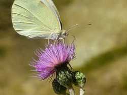 moulin de Ribaute <a style='color: #fff;' href='/uploaded/photo/sy-jour-y-tautavel-6862af8f7b3a4.jpg'>(Télécharger)</a>