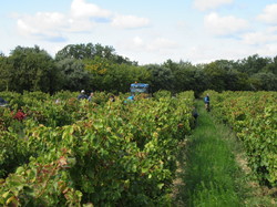  <a style='color: #fff;' href='/uploaded/photo/taulignan-musy-e-de-la-soie-66fee8d204365.jpg'>(Télécharger)</a>