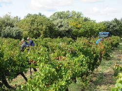  <a style='color: #fff;' href='/uploaded/photo/taulignan-musy-e-de-la-soie-66fee8d49f65b.jpg'>(Télécharger)</a>