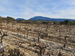  <a style='color: #fff;' href='/uploaded/photo/vaison-61cece270c2ed.jpg'>(Télécharger)</a>