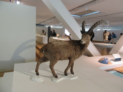  <a style='color: #fff;' href='/uploaded/photo/visite-de-la-grotte-cosquer-y-marseille-66072caa70e1a.jpg'>(Télécharger)</a>