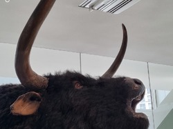  <a style='color: #fff;' href='/uploaded/photo/visite-de-la-grotte-cosquer-y-marseille-66072cc2d7c26.jpg'>(Télécharger)</a>